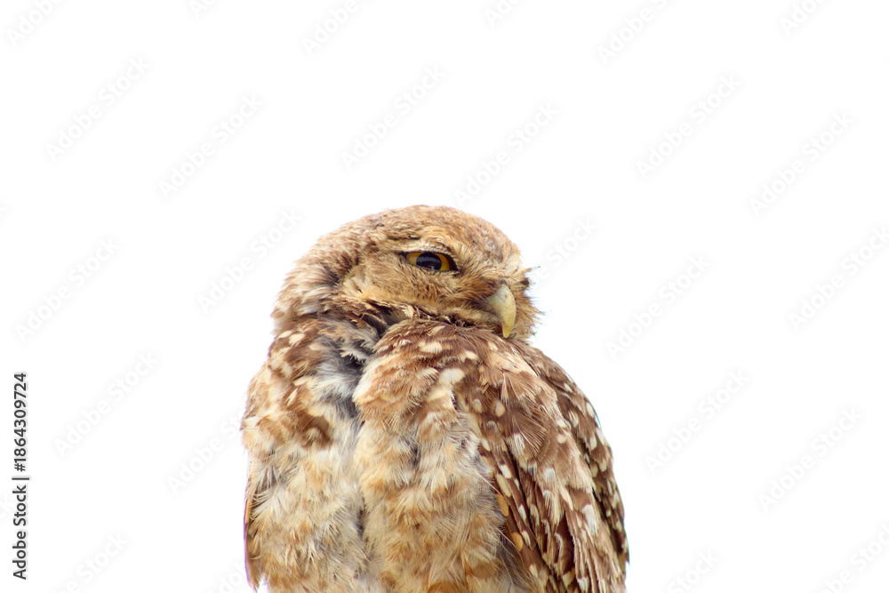 Fototapeta premium Burrowing Owl