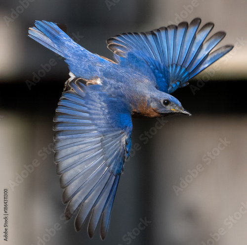 Canvas-taulu Eastern Bluebird in Flight with Full Wingspread