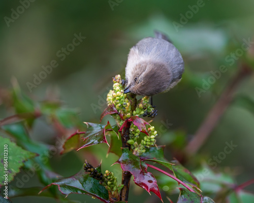 Bushtit (Psaltriparus minimus) feeding on insects  in the flowers of  Oregon Grape (Berberis aquifolium). Western Oregon