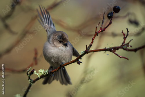 Bushtit (Psaltriparus minimus) looking for insects  in Western Oregon.