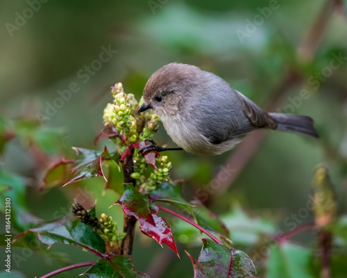 Bushtit (Psaltriparus minimus) looking for insects  in the flowers of  Oregon Grape (Mahonia aquifolium). Western Oregon