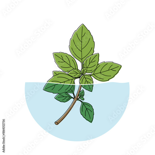 Basil branch dipped in water in colorful icon style for Theophany water blessing visuals