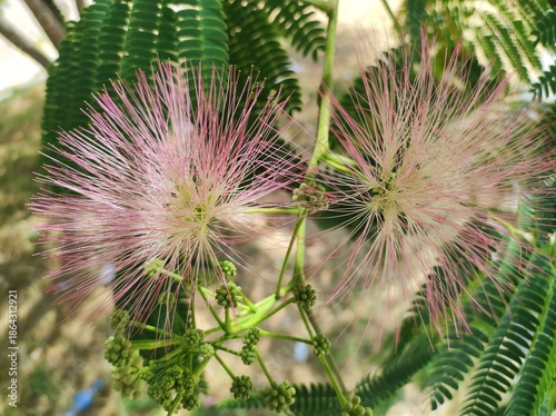 Mimosa (Albizia julibrissin, Persian pink silk tree) tree blossom