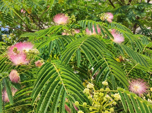 Mimosa (Albizia julibrissin, Persian pink silk tree) tree blossom