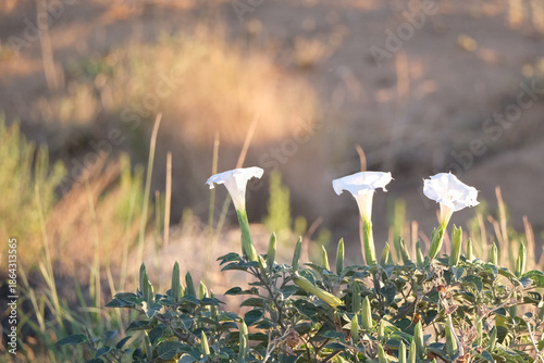 White flowers and grass growing in the desert