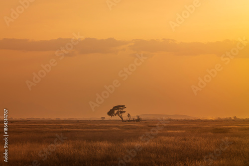 Acacia tree at Amboseli National Park, Kenya, Africa photographing during a sunset