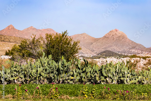 montaña y nopales