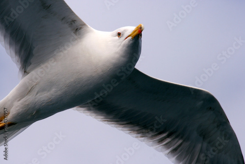 Gulls, a family of typically coastal birds with relatively long and slender beaks