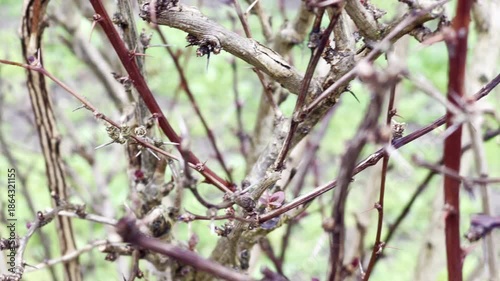 Barberry bush branches with thorns in natural outdoor setting