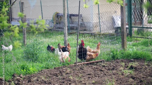 Flock of colorful rooster and hens grazing in rural garden with wire fence