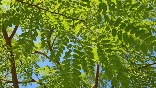 Green foliage against blue sky