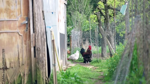 Rooster and white hen foraging near old wooden barn