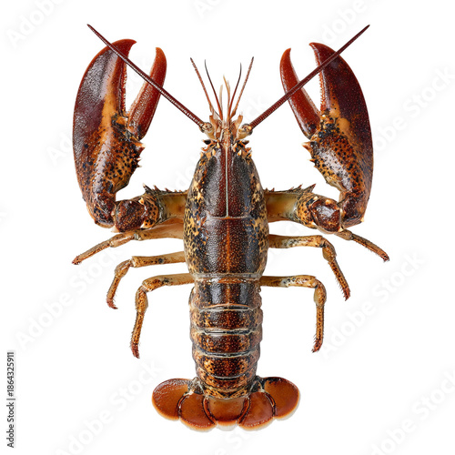 PNG of A detailed close-up of a vibrant lobster showcasing its claws and body features.