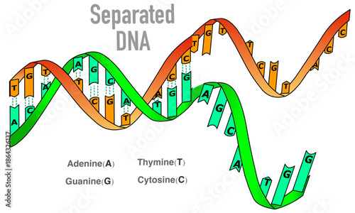 Separated DNA strands. Double, single stranded helix structure. Separation of two strands, first step of DNA replication. Vector illustration