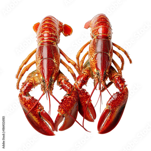 PNG of Two vibrant red lobsters with claws, showcasing their fresh and appetizing appearance.