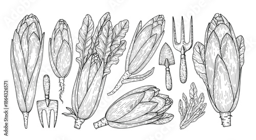 Vintage engraving style illustrations of artichokes and leafy greens alongside garden trowels and hand forks for horticulture themes.