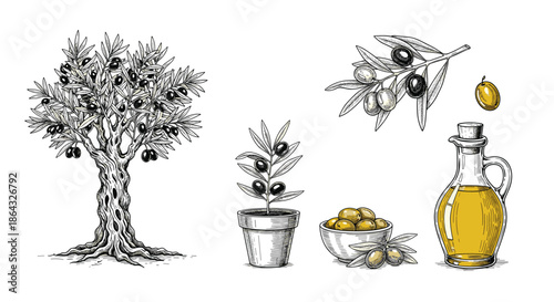 Comprehensive set of olive themed illustrations including an old tree potted plant fresh olives and a bottle of oil.