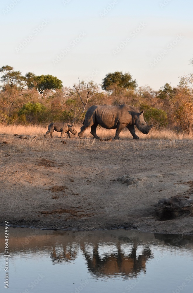 Fototapeta premium Baby Rhino and Mother walking with water silhouette