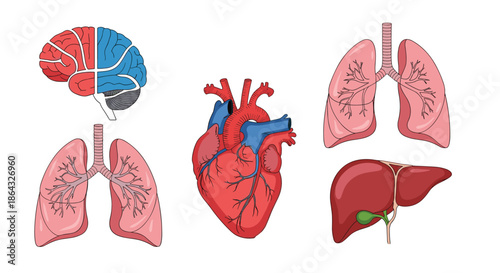 Human internal organ anatomy diagram featuring colored hand drawn illustrations of the brain and heart with lungs and liver on white.