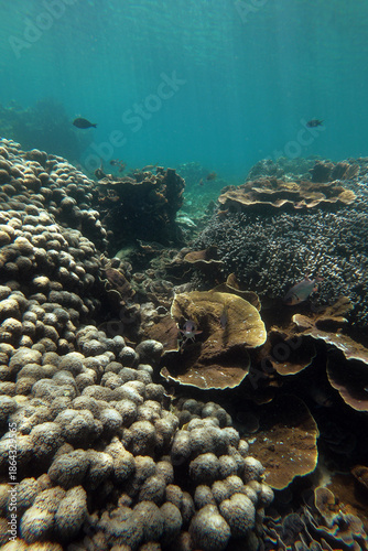 Coral reef in Kisite-Mpunguti Marine National Park in Kenya