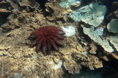 Crown-of-thorns starfish in Kisite-Mpunguti Marine National Park in Kenya