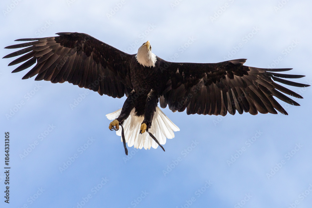 Obraz premium Bald eagles in captivity are typically non-releasable rescue birds. Haliaeetus leucocephalus, the national emblem of the United States since 1782. Identifiable by their striking white head, brown body