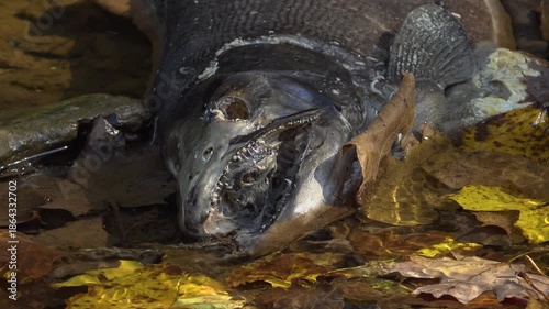 Close-up of a decomposing Salmon carcass being eaten by maggots and flies on a the wet shore of a creek. Showing jagged teeth and decayed flesh among fallen leaves during the Autumn Salmon run.