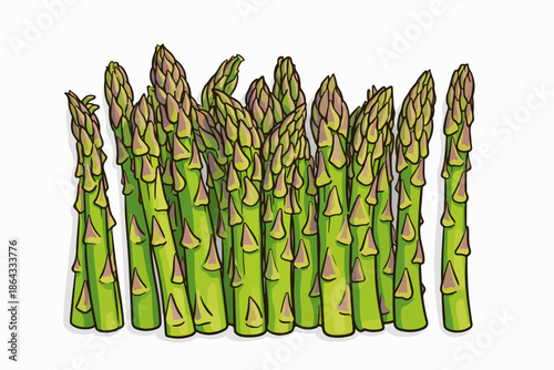 Fresh and green asparagus bundle newly gathered from the field.