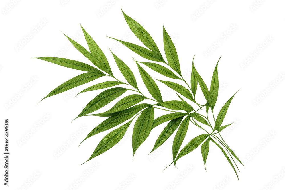 Obraz premium Bamboo leafy branch with fresh tropical green foliage, creating a botanical and natural decorative element on transparent background