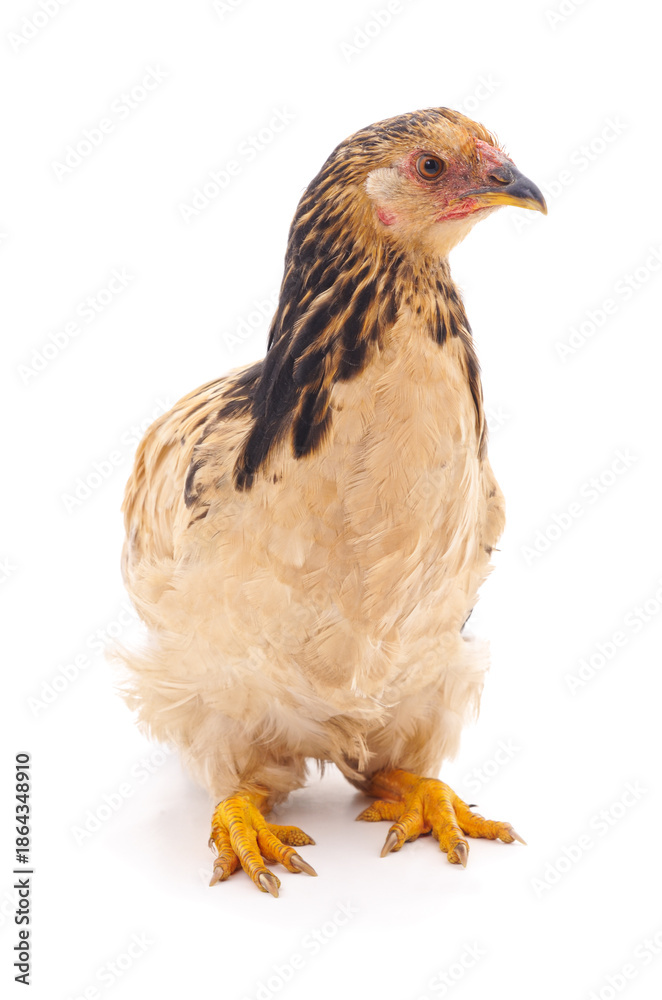 Fototapeta premium Brahma chicken hen standing isolated on a white background.