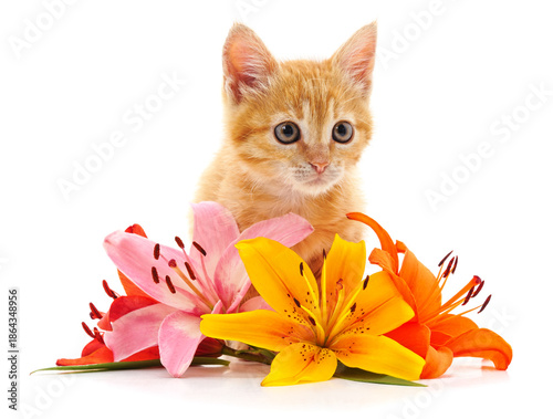 Little red kitten with lily flowers isolated on a white background.