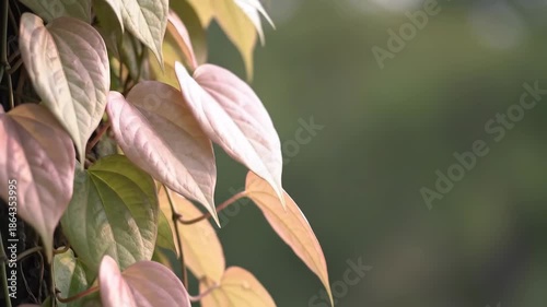 Close up of heart shaped leaves of a plant with a blurred background.