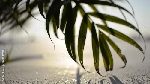 Close-up of a palm leaf with water drops and sun reflections on a wet surface.