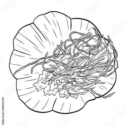 Monochrome botanical fragrant spice drawing of head of garlic isolated on white background. Graphic hand drawn ink vector
