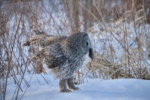 Great Grey Owl landing in the snow to successfully catch a field mouse