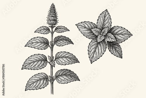 Detailed botanical of mint plant with leaves and flower spike