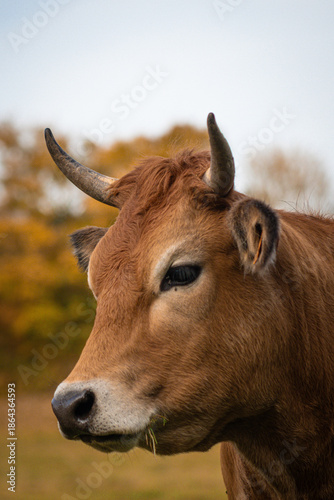 Canvas Print Vache ruminant dans les champs