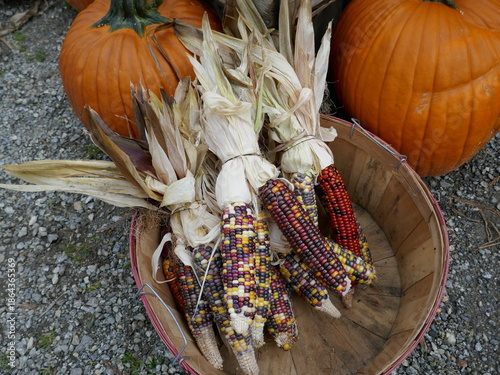 Festive Thanksgiving holiday display with ornamental corn and pumpkins outdoors