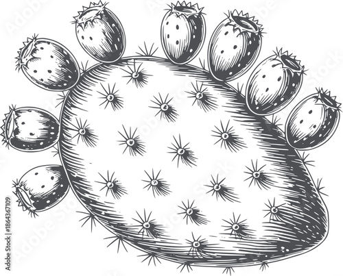 Prickly pear cactus pad with fruits black and botanical line