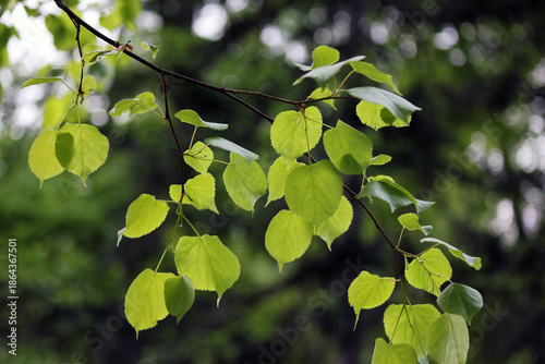 Fotografia green leaves in the sun