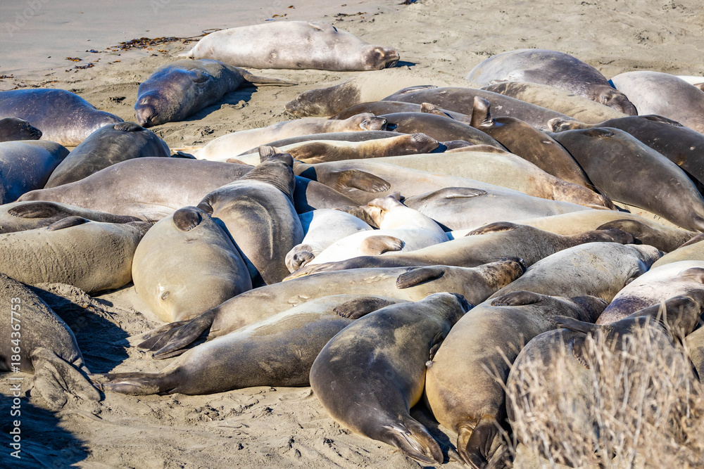 Fototapeta premium Large Elephant Seal Colony Resting on California Beach