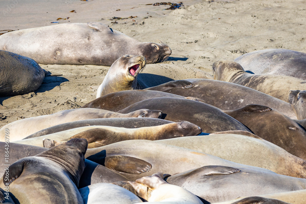Obraz premium Large Elephant Seal Colony Resting on California Beach