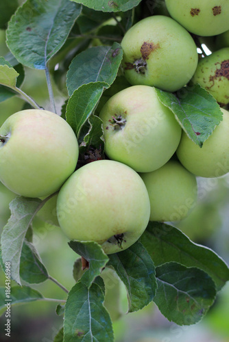 Wallpaper Mural Macro View of Organic Green Apples Ripening on a Tree Torontodigital.ca