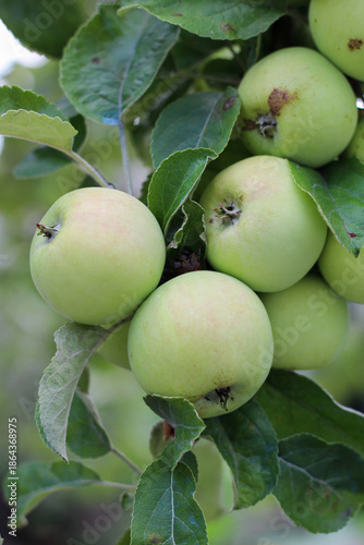Wallpaper Mural Bunch of Fresh Green Apples on a Tree Branch Torontodigital.ca