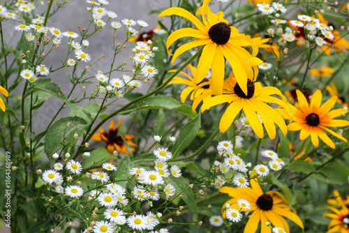 Wallpaper Mural Yellow Rudbeckia and Small White Daisies in a Summer Garden Torontodigital.ca