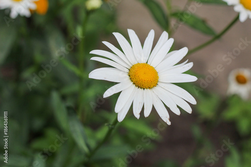 Wallpaper Mural Single White Oxeye Daisy Flower in Close-Up View Torontodigital.ca