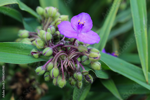 Wallpaper Mural Purple Tradescantia Flower with Green Buds in the Garden Torontodigital.ca