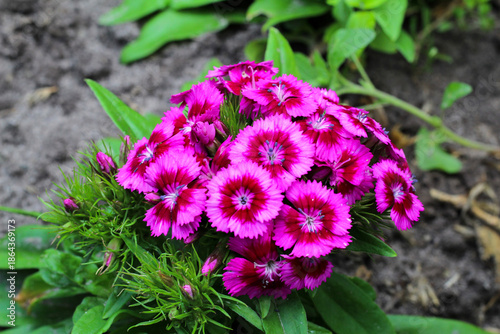 Wallpaper Mural Bright Pink and Magenta Dianthus Barbatus - Sweet William Flowers Torontodigital.ca