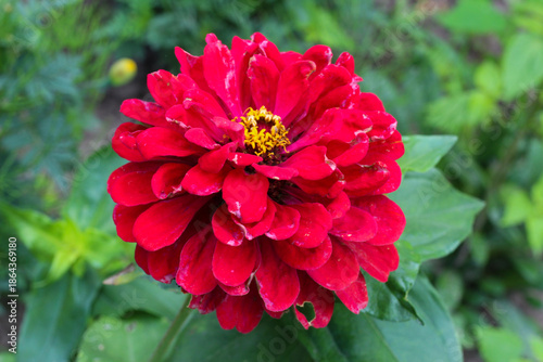 Wallpaper Mural Vibrant Red Zinnia Flower with Multiple Petal Layers Torontodigital.ca
