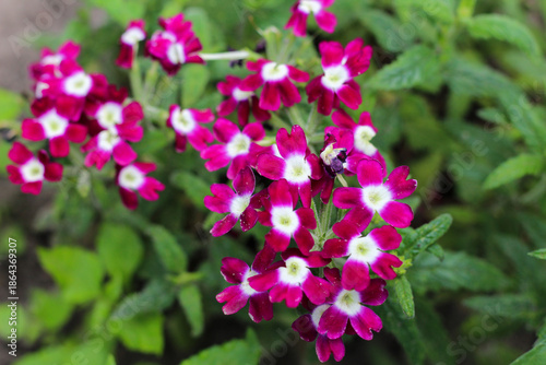 Wallpaper Mural Clusters of Magenta Verbena Flowers with White Centers Torontodigital.ca
